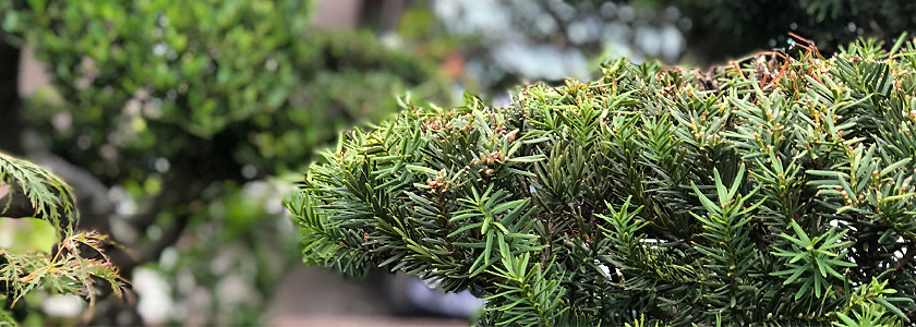 造園・植栽